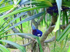 -新加坡飞禽公园