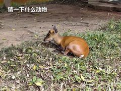 -野象谷景区