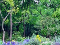 -上海共青森林公园