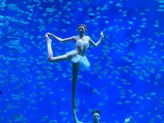 -合肥海洋世界