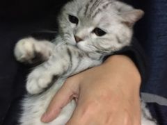 -瑞鹏宠物医院·骨科·猫科·内科(第一中心)