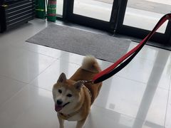 -瑞派宠物医院·24h·骨外科·皮肤科·全科宠物医疗转诊中心(沈阳浑南院)