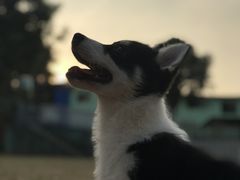 -良成狗狗乐园