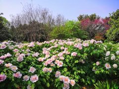 -洛阳市隋唐城遗址植物园
