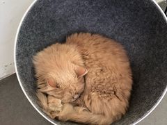 -有猫主题·治愈系猫咖(曾厝垵店)