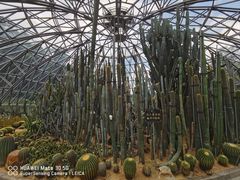 -深圳仙湖植物园