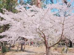 -醍醐寺