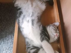 -瑞派福兴宠物医院犬猫全科·骨科·中西医结合(河东店)