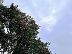 -秋霞圃