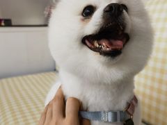 -翊宠yipet猫狗购宠庄园犬舍•猫舍