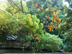 -小洲村