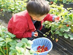 -昌平兴寿秀秀草莓采摘园