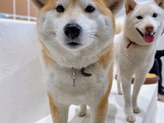 -柴务处·柴犬主题狗咖