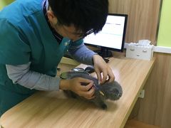 -瑞鹏宠物医院·宠保定点·心脏科·内科(御桥分院)