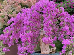 -莲花山公园