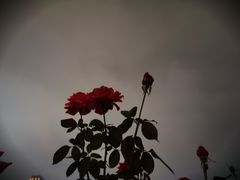 -钱江新城灯光秀