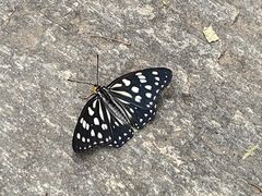 -素山寺森林公园