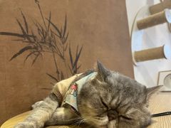 -楼上猫咖(罗湖店)