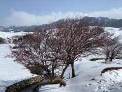 -新疆那拉提国家旅游度假区
