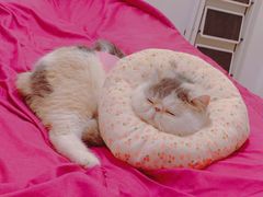 -伟伟宠物医院·瑞派猫友好医院·猫科(光谷店)