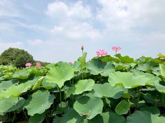 -荷塘月色湿地公园·向阳花洲