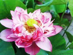 -莲花池公园