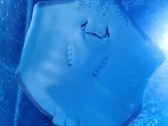 -顺德南宏海立方海洋公园