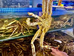 帝王蟹-驻海渔市(置信店)