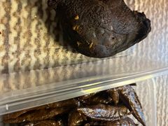 -张鸭子重庆特产卤味小吃(未来国际店)