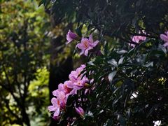 -梧桐山风景名胜区