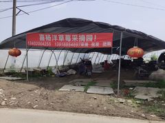 -喜杨洋草莓采摘园