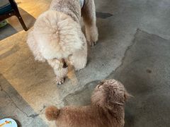 -百好乐宠物友好餐厅(朝外大街店)