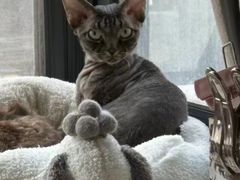 -山宅一喵德文卷毛猫舍