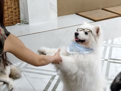 -星多哈·狗咖·拼豆·咖啡