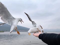 -海埂大坝