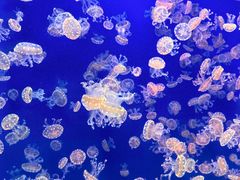 -江和美海洋公园