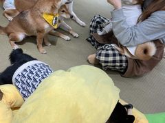 -逗柴咖啡屋·狗咖猫咖宠物桌游