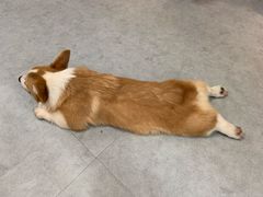 -汪说·狗咖(旺城大厦店)