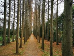 -上海长兴岛郊野公园