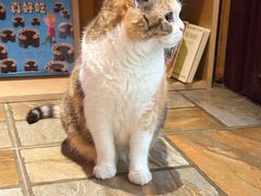 猫猫-隅cafe(傅厚岗店)