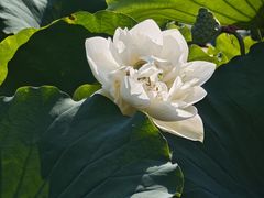 -滕州微山湖红荷湿地景区