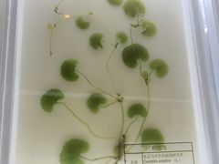 -广东中医药博物馆