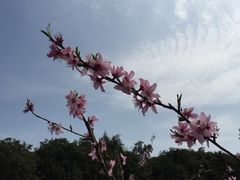 景点-新建村梅花
