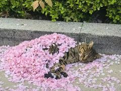 -华夏良子·足道SPA艾灸(翠微店)