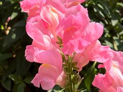 -天适樱花悠乐园