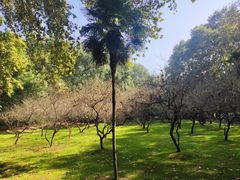 -武汉大学-樱园