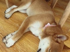 -柴犬高等学院·狗咖·柴犬售卖·宠物训练