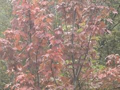 -九鼎铁刹山风景区