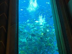 -亚龙湾海底世界