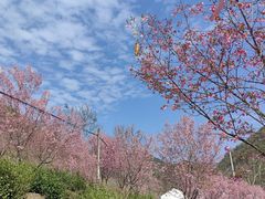 -花溪风景区